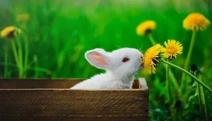 爱游戏下载_ 2025年电竞市场展望：机遇与挑战并存，爱游戏现在叫什么