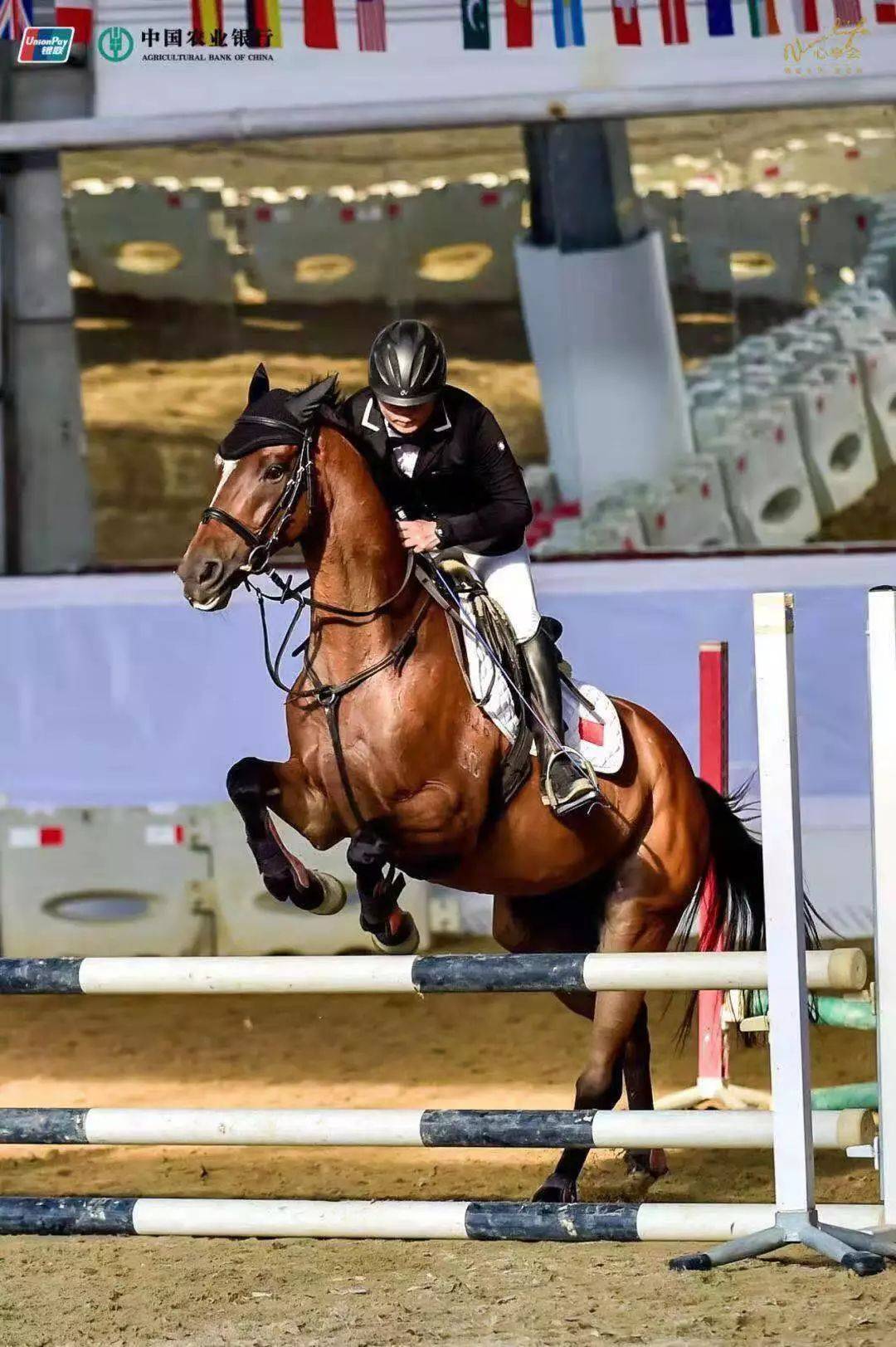 全球马术盛典，骑士们的豪华竞技秀