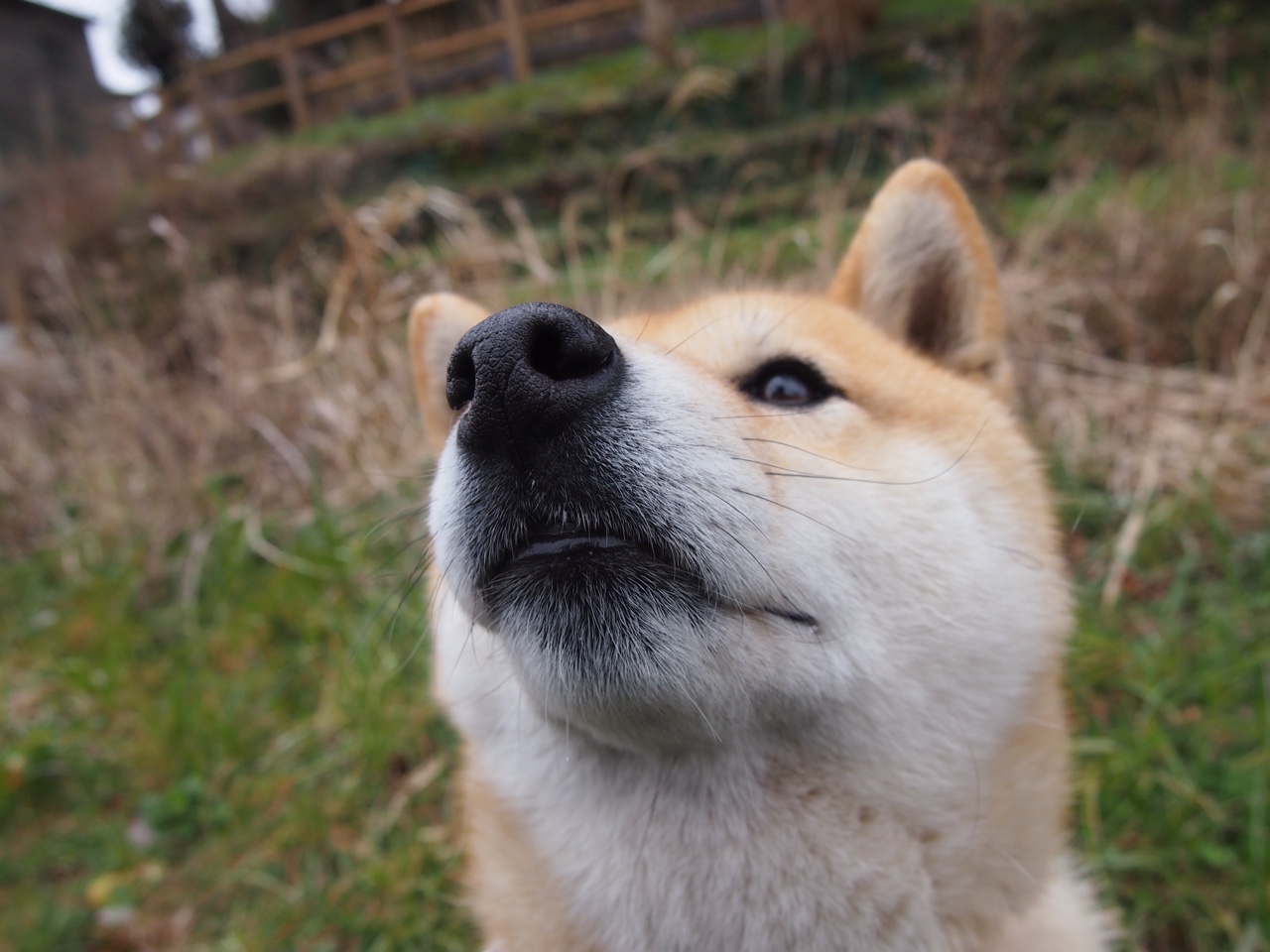 _荷兰年轻新秀崭露头角,冲击职业舞台_,荷兰足球新秀