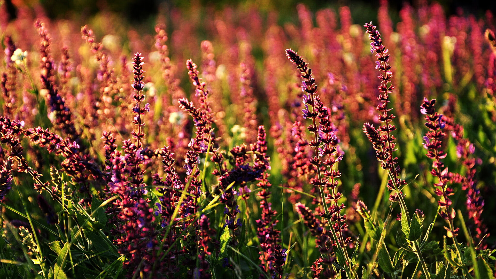 “意甲追分大战，充分展现球队实力”，意甲积分榜射手榜助攻榜