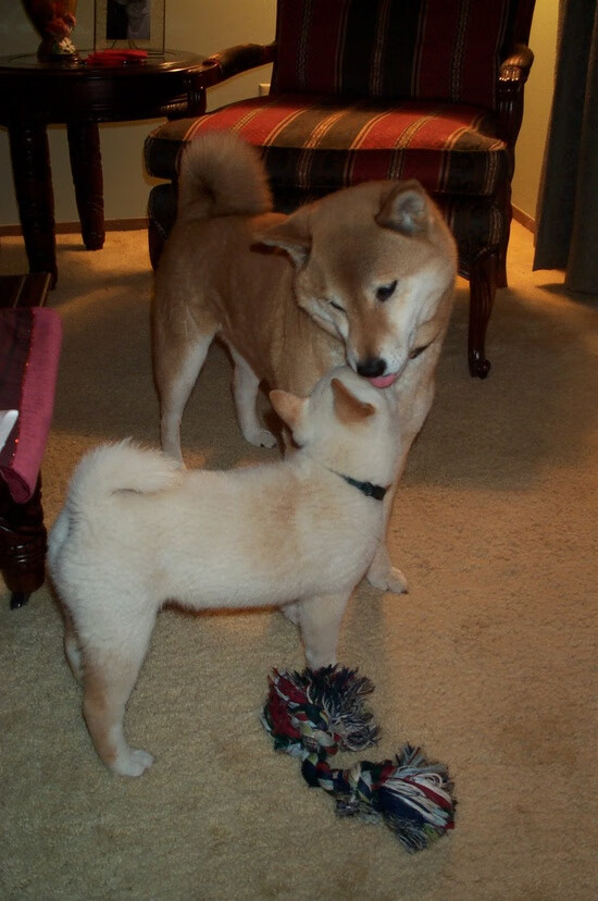 布鲁诺·卡博克洛在巴黎奥运会小组赛中三分球命中率达到57.1%,布鲁诺卡波科洛集锦