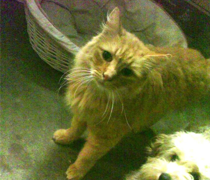 RNG关键战役精彩回顾，rng著名战役