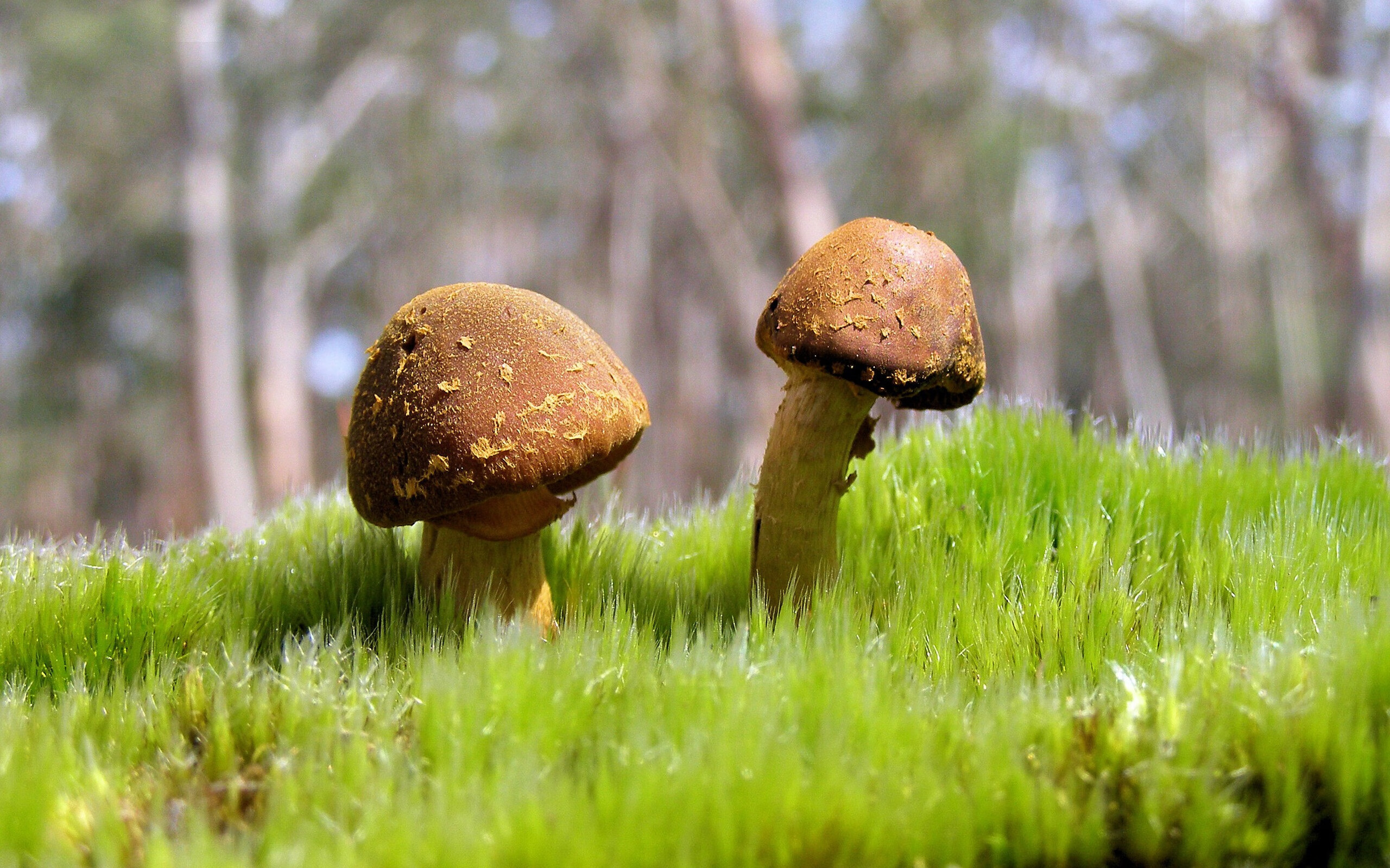 体育战术多样化,适应不同对手,体育战略的类型