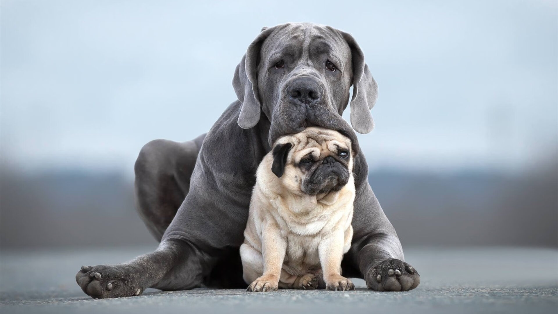 博卡青年签下重要新援，博卡青年培养出的球星
