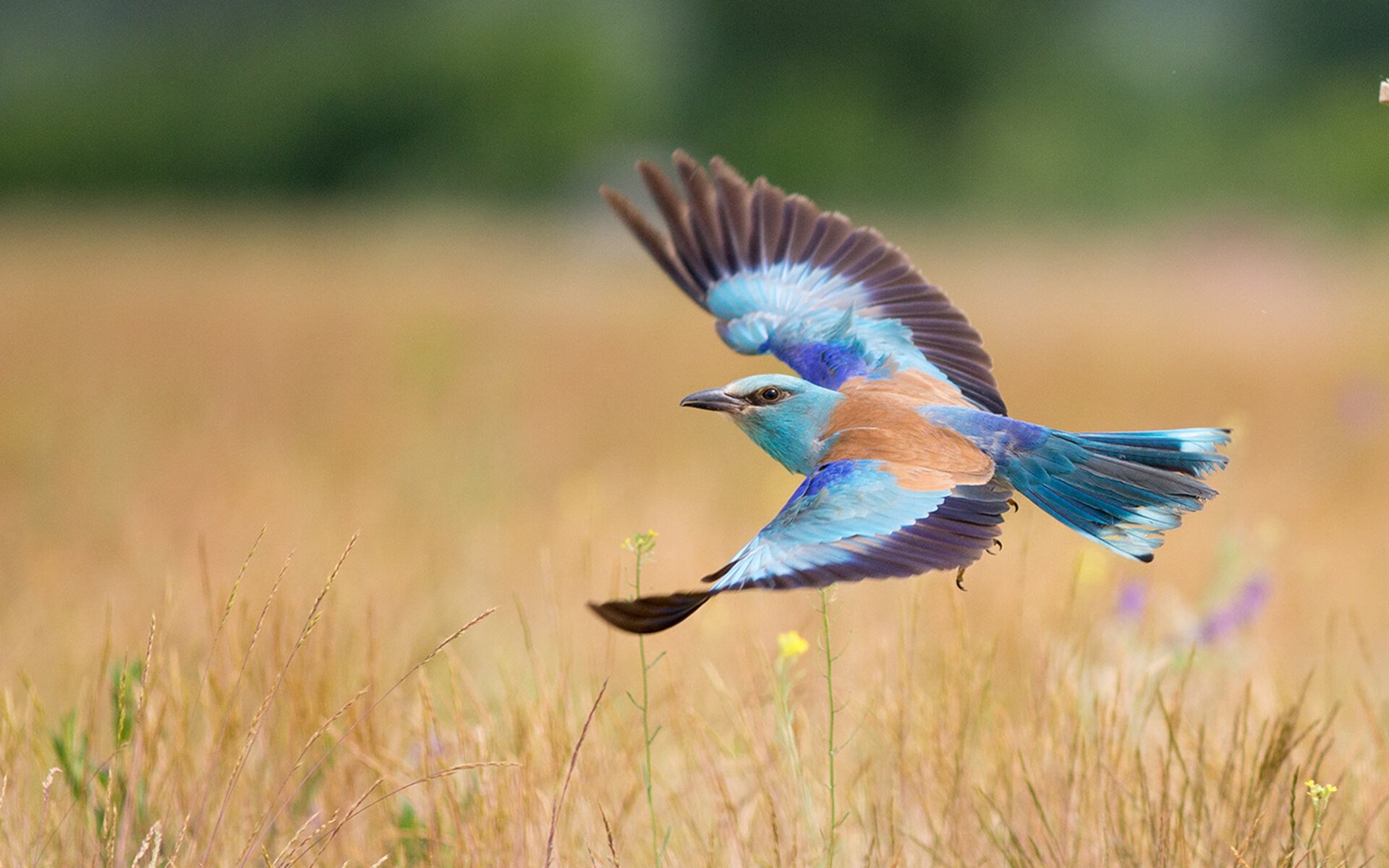 快船队球队替补阵容发挥稳定，快船球队成员