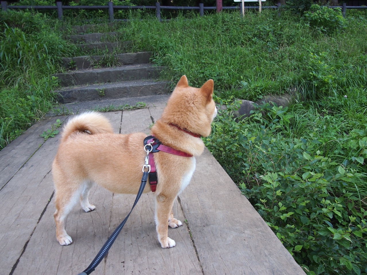 快船队经理公开新赛季计划 欲重振球队雄风，快船队新赛季阵容分析