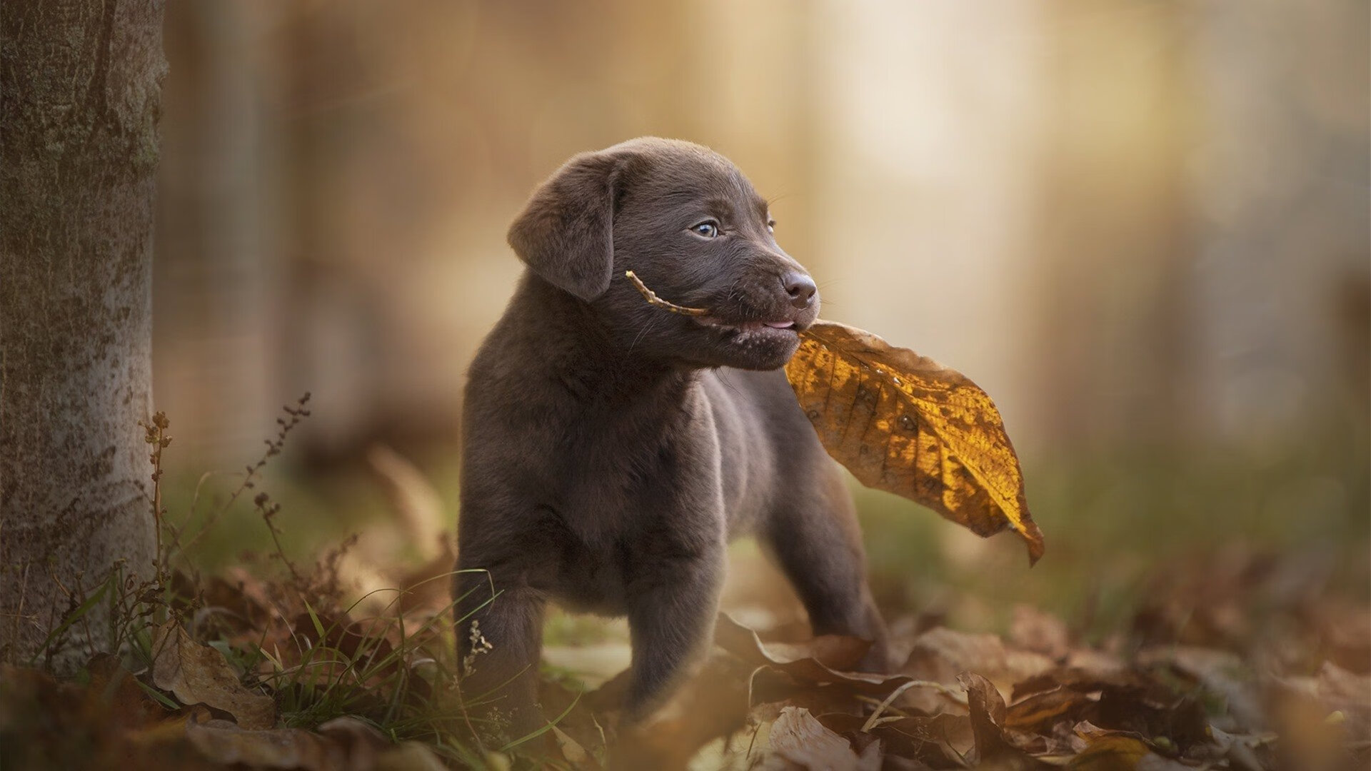 比赛中球员的身体素质成为决定因素，球员比赛的必须装备包括