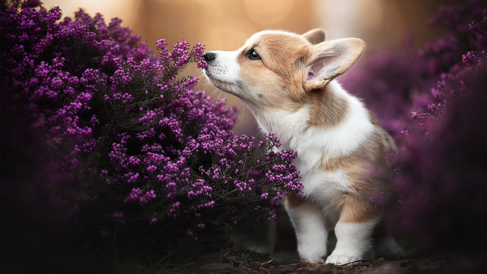 爵士队球队凝聚力明显提升,爵士队实力怎么样