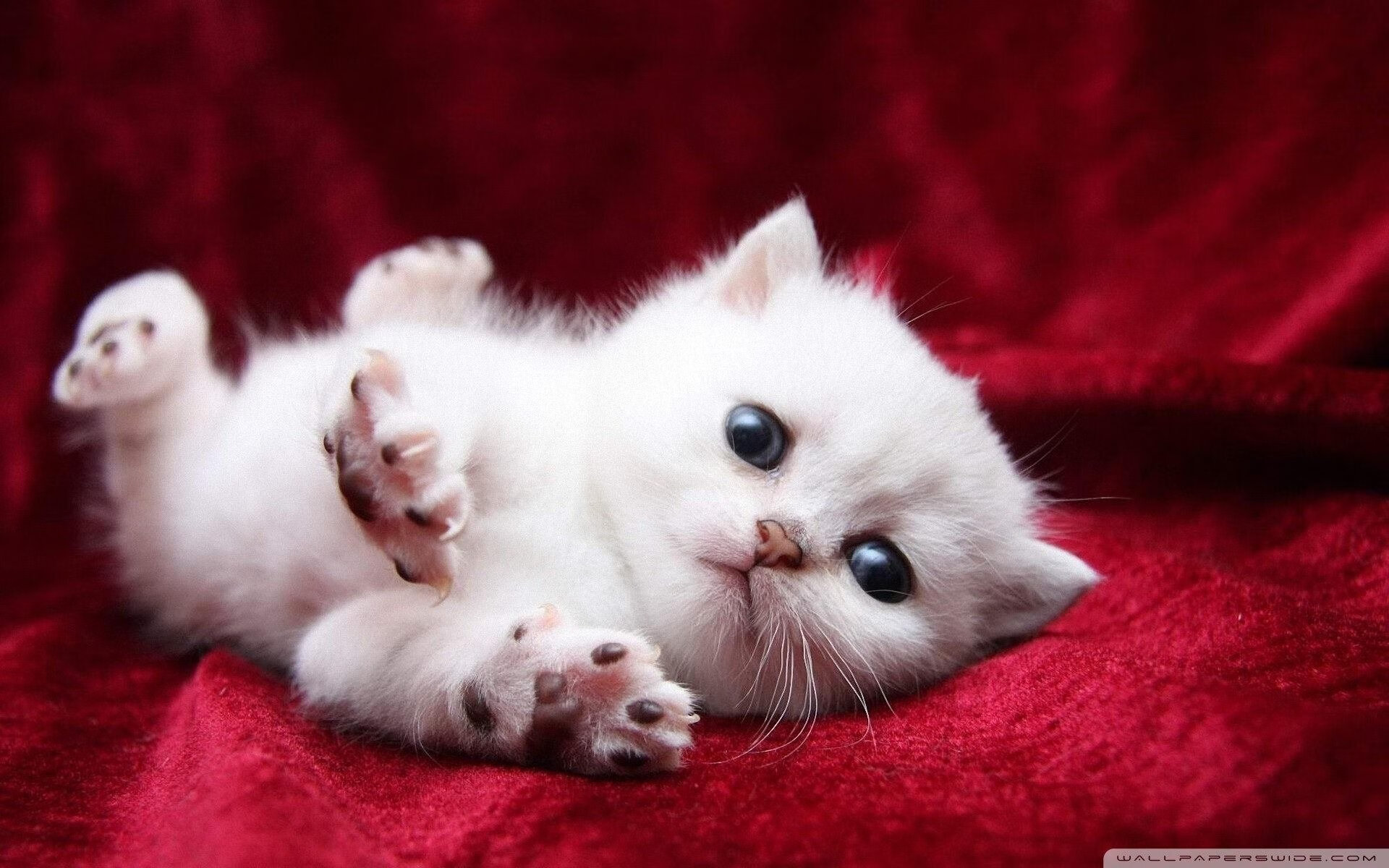 电竞主播职业素养提升路径及行业规范建设探讨，电竞主播要求包括哪些素质和技能