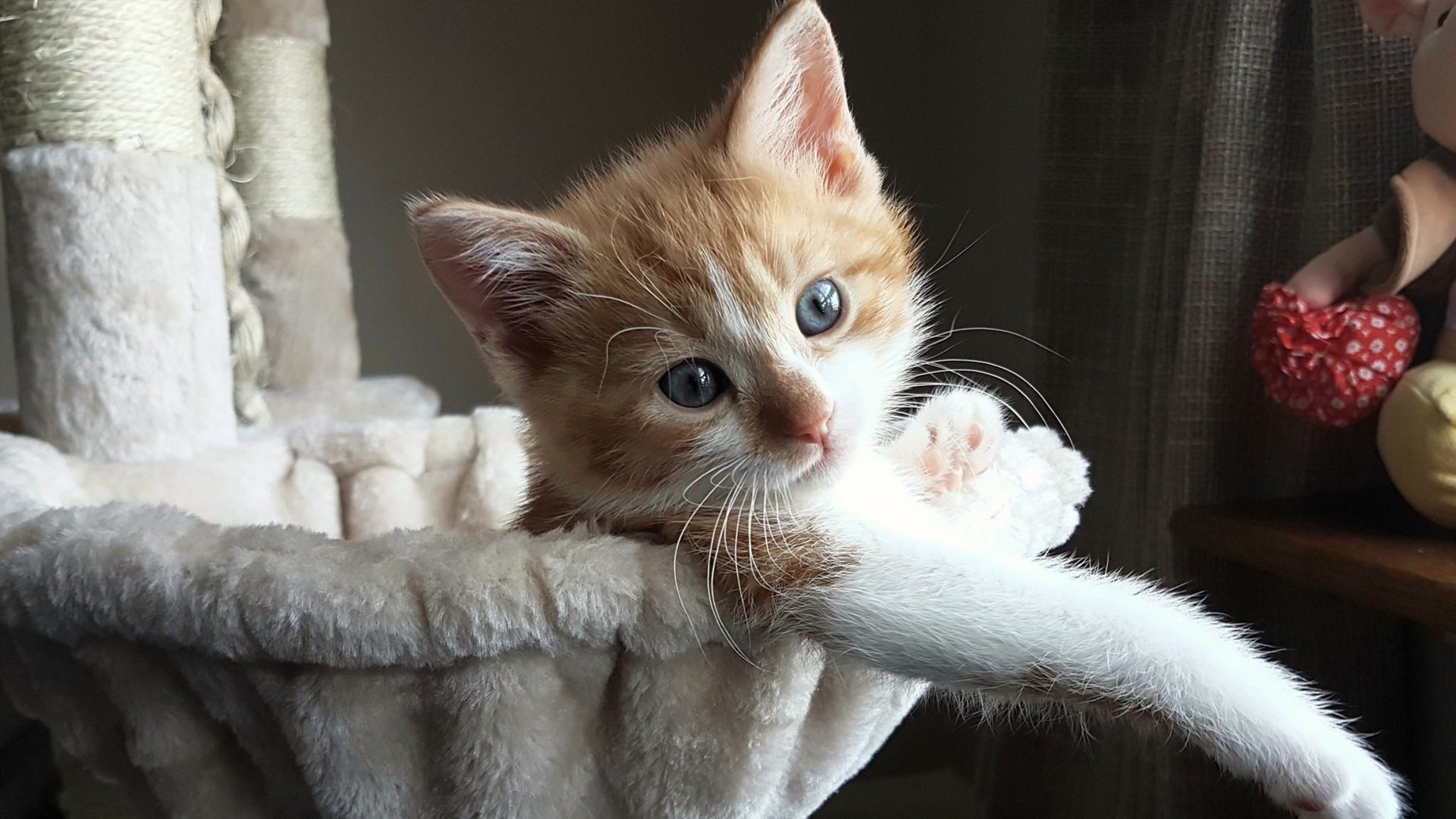 西雅图海湾人主场迎战洛杉矶FC,备受关注,西雅图海湾人vs洛杉矶fc比分预测