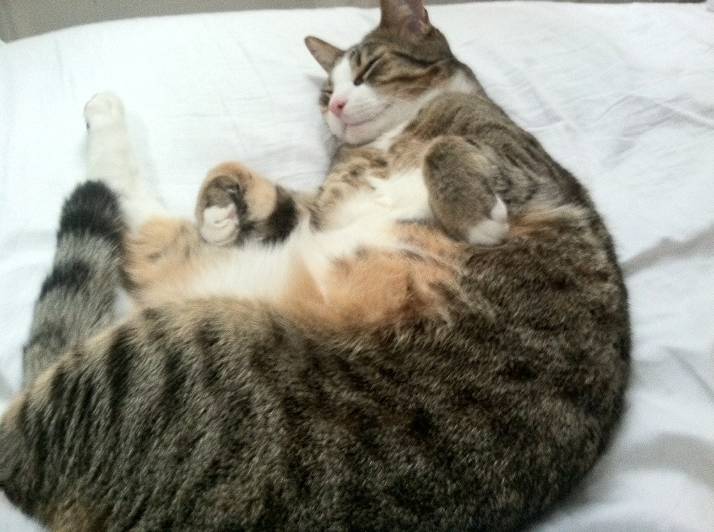 西雅图海湾人备战中北美洲及加勒比海冠军杯，目标夺冠，西雅图海湾人足球战绩