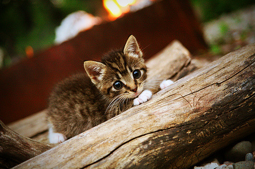 全国青少年射箭锦标赛在武汉拉开帷幕，竞技与文化融合，青少年射箭比赛以后有没有前途