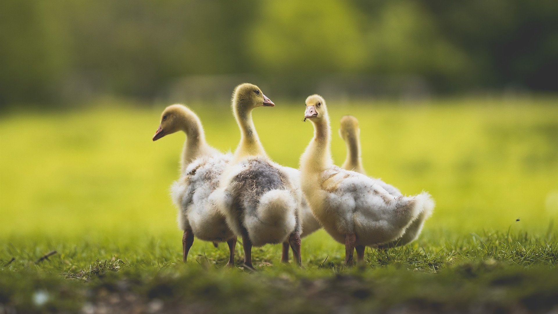 西甲球队通过视觉刺激频率训练优化防守决策反应时间