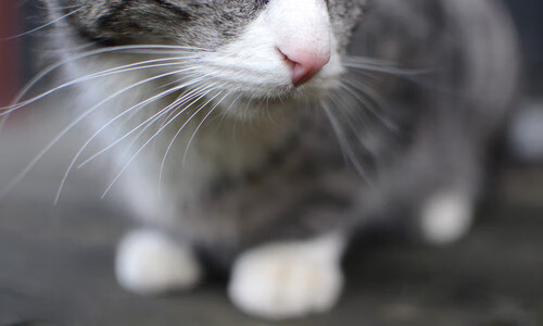 中国香港队赛制分析：如何通过团体赛发挥全队协同优势，香港队名单