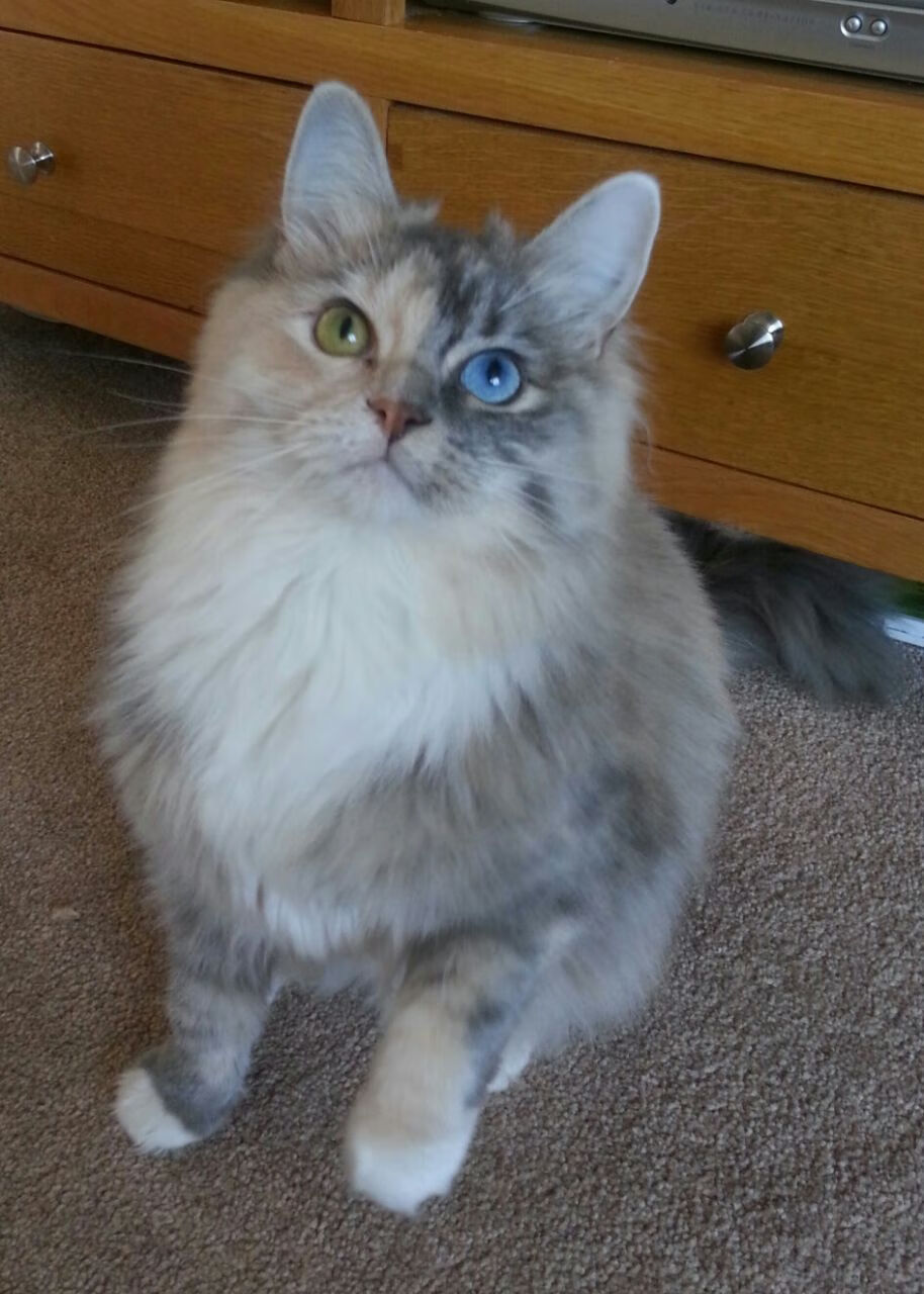 浙江雄狮夺冠背后团队配合与外援发挥关键，浙江雄狮电工科技有限公司