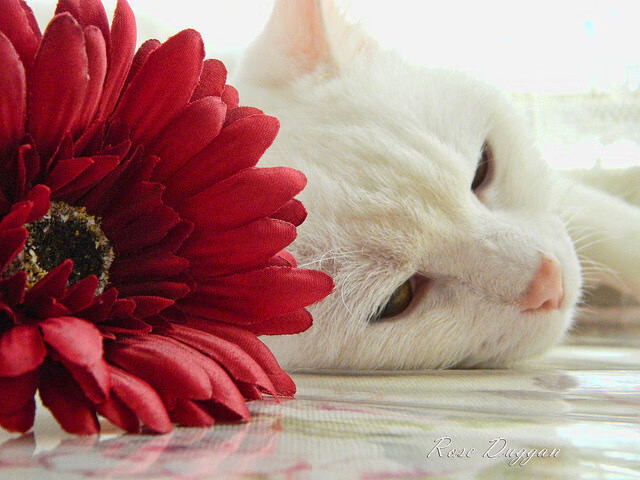 国家击剑队公布官方选拔标准及报名流程，国家击剑队能夺冠吗