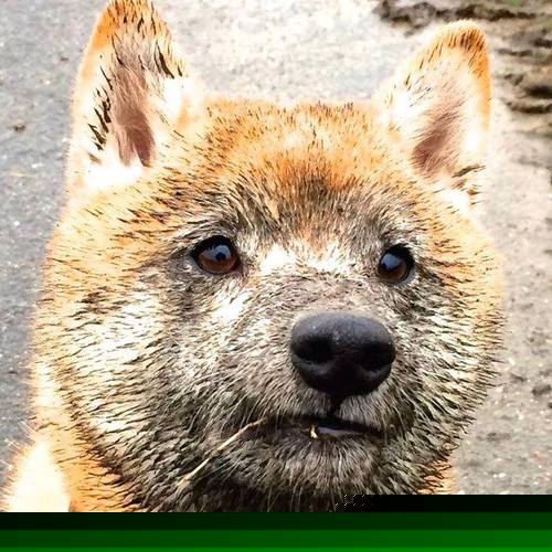 足球比赛数据分析训练营火热招生，足球训练数据分析软件app